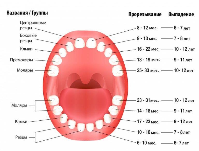 молочные зубы